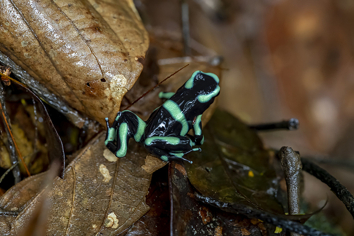 Costa Rica Dendrobatidae