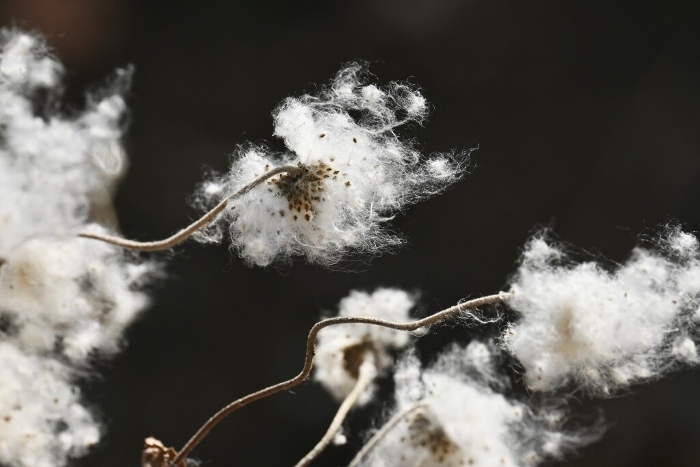Cottonheads and Seeds and Seedheads of Chrysanthemum akumeigiku