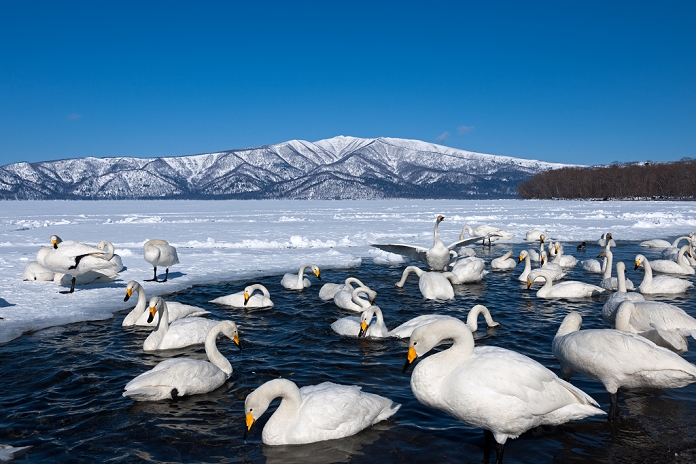 Hokkaido Lake Kussharo Swan