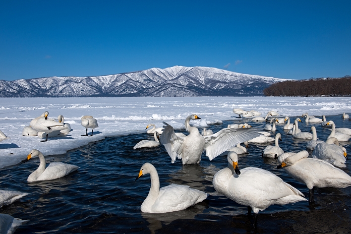Hokkaido Lake Kussharo Swan