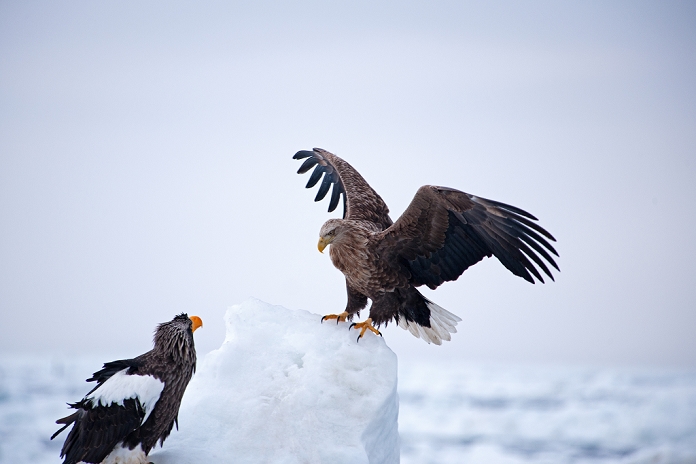 Hokkaido White-tailed and Steller's sea eagles
