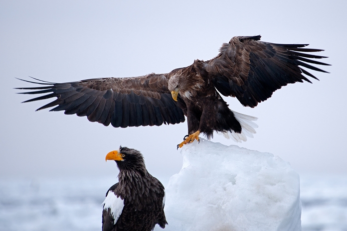 Hokkaido White-tailed and Steller's sea eagles