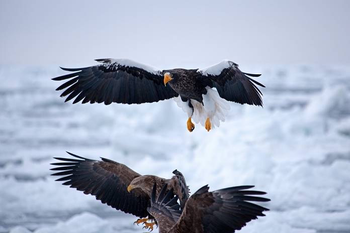 Steller's sea eagle and white-tailed sea eagle, Hokkaido