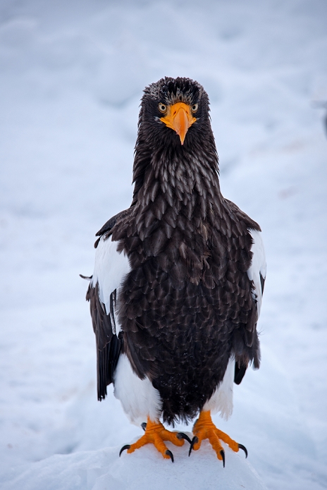 Hokkaido Steller's sea eagle (Haliaeetus pelagicus)