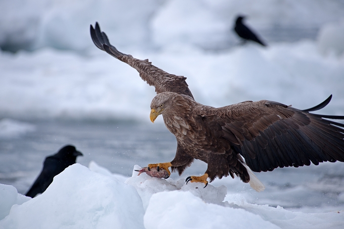 White-tailed sea eagle grabbing bait, Hokkaido