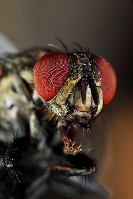 The face of a fly (a member of the family of the housefly, Nymphalidae).　Hiroshima City