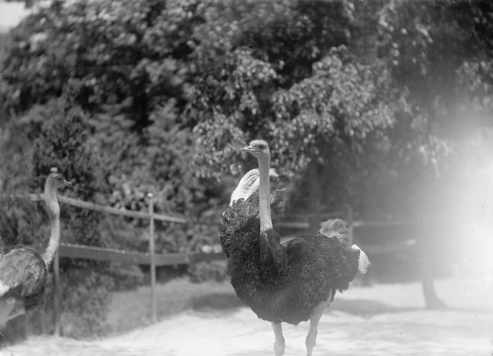 Zoo, Washington, D.C.: Ostriches, 1916. Creator: Harris  amp  Ewing. Zoo, Washington, D.C.: Ostriches, 1916. Creator: Harris   Ewing.
