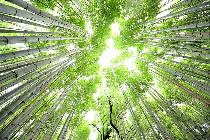 Kyoto  Bamboo grove path January 24, 2023 Kyoto miscellaneous Sagano Bamboo Forest Road Location   Sagano, Kyoto