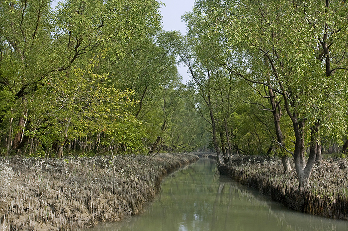 Mangrove Forest, Nijum Island, Bay of Bengal, Bangladesh A canal in Nijhum Dwip  Nijhum Island , located in the shallow estuary of the Bay of Bengal, south of Noakhali district, Bangladesh. December 9, 2009. The Forest Department of Bangladesh created mangrove forests on the island and in 2001 declared it as National Park. The main attraction of the park is a herd of 25000 spotted deer.