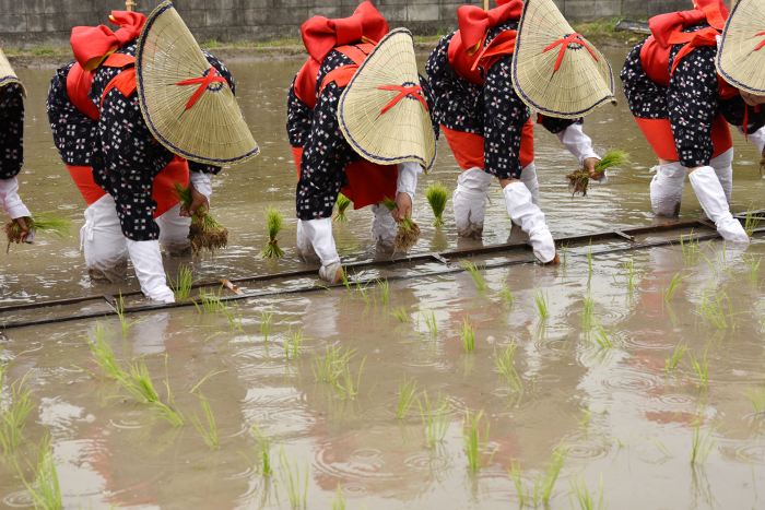 Rice planting Otaue Festival Saotome