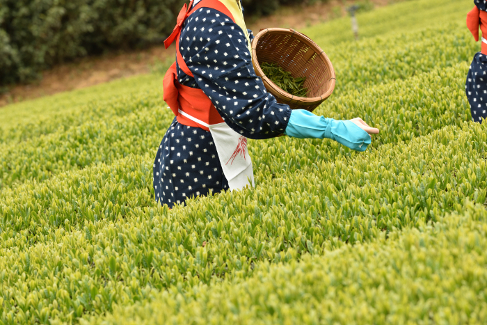 tea harvesting (picking)