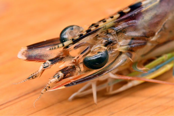 Close-up of live tiger prawn face