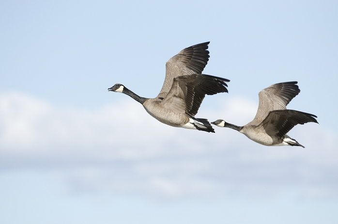 Pair of Canada Geese flying in tandem over Creamer's Field Migratory Waterfowl Refuge, Fairbanks, Interior Alaska, Spring