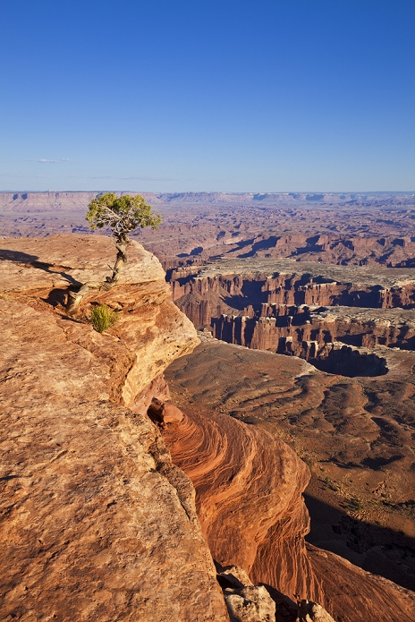 United States of America Grand View Point overlook and juniper tree, Island in the Sky, Canyonlands National Park, Utah, United States of America, North America