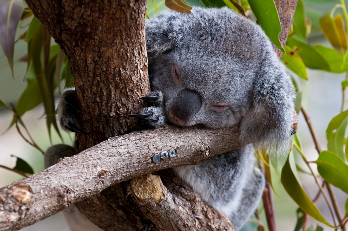 koala Koala  Phascolarctos cinereus  in the Townsville sanctuary, Queensland, Australia, Pacific