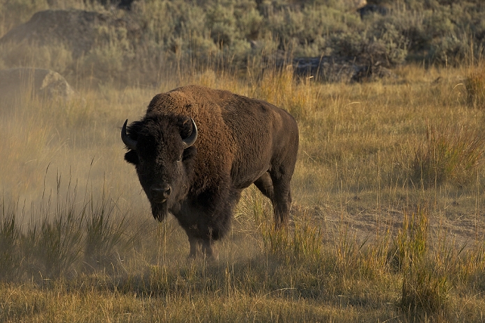 United States of America Bison in the Lamar Valley, Yellowstone National Park, UNESCO World Heritage Site, Wyoming, United States of America, North America