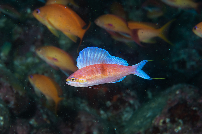 bluespotted reef snapper (Lutjanus kasmira)