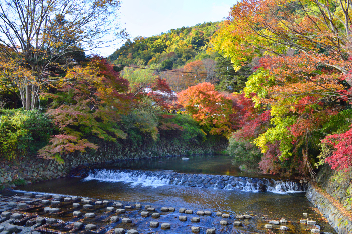 Yase, Sakyo-ku, Kyoto City Autumn leaves of Takano River