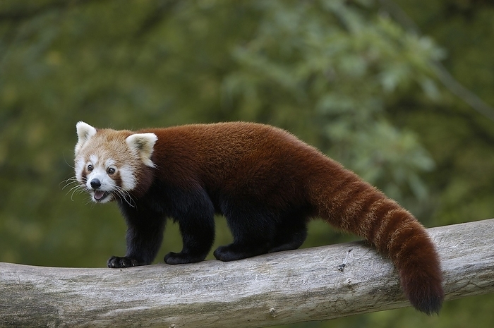 red panda  Ailurus fulgens  Red Panda  Ailurus fulgens 