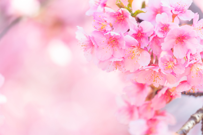Kawazu-zakura (Yoyogi Park) (Cherry blossoms)