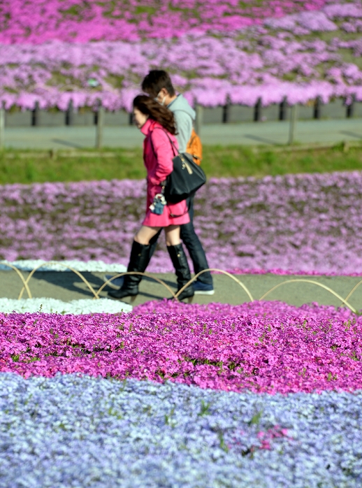 A carpet of pink as far as the eye can see Shiba zakura  lawn cherry blossoms  at Hitsujiyama Park in Chichibu City. April 22, 2013, Chichibu, Japan   Patches of moss phloxes are in full bloom at Hitsujiyama Park in Chichibu, some 70 km northwest of Tokyo, on Monday, April 22, 2013. About 400,000 phloxes delight the eyes of tourists for a month from early April on a sprawling hill located at the foot of Mt. Buko.   Photo by Natsuki Sakai AFLO  AYF  mis 