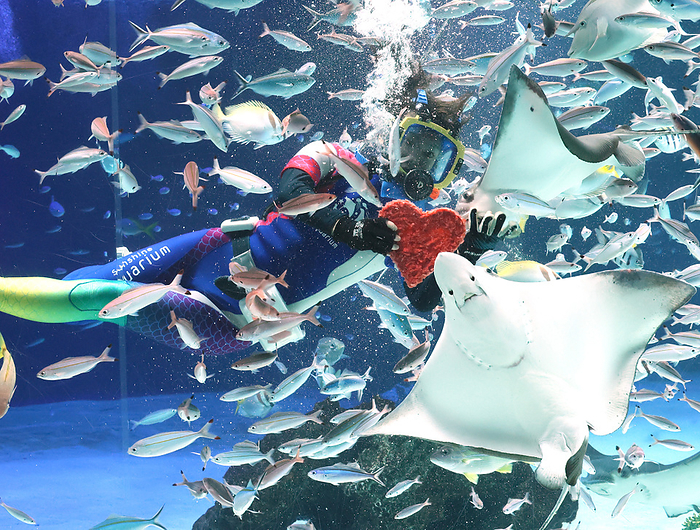 Sunshine Aquarium has a preview of a special feeding event for the Valentine s Day February 8, 2023, Tokyo, Japan   A female diver feeds a heart shaped oppossum shrimps to fish at a preview of feeding event ahead of the Valentine s Day at the Sunshine Aquarium in Tokyo on Wednesday, February 8, 2023. The aquarium will have special feeding events on February 13 and 14.    Photo by Yoshio Tsunoda AFLO 