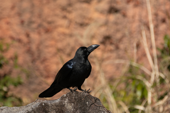 Crow perching on a rock