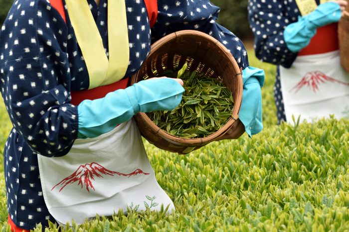 tea harvesting (picking)