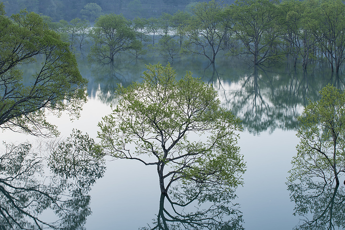 Iide Town, Yamagata Prefecture Submerged forest of Shirakawa Lake