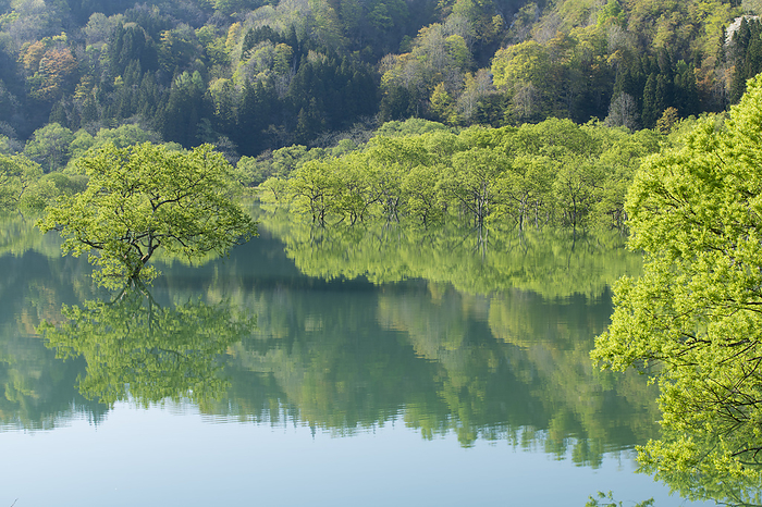 Iide Town, Yamagata Prefecture Shirakawa Lake with beautiful submerged forest with fresh young leaves