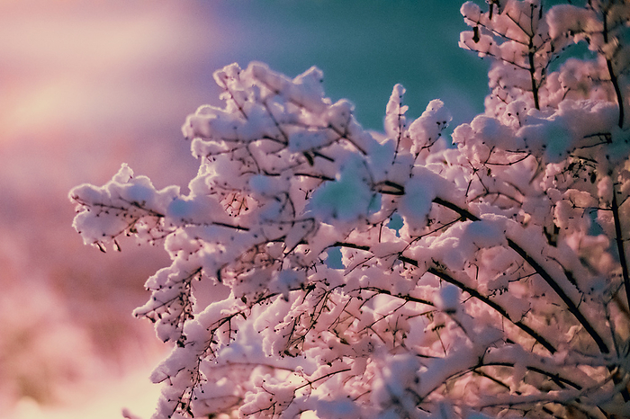 Snow covered tree branches Snow covered tree branches., by WLADIMIR BULGAR SCIENCE PHOTO LIBRARY