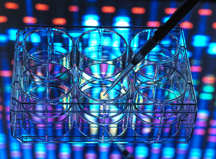 Gene research, conceptual image Pipetting a DNA  deoxyribonucleic acid  sample into a multiwell plate with DNA information in the background., by TEK IMAGE SCIENCE PHOTO LIBRARY