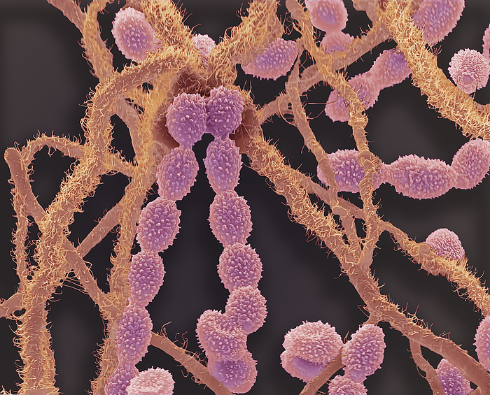 Aspergillus fungus, SEM Fungus. Coloured scanning electron micrograph  SEM  of Aspergillus fungus. Numerous spores  conidia  and hyphae are visible. Aspergillus is a genus consisting of many mould species found in numerous habitats. Aspergillus is also common in the home, including bedding. Some species of aspergillus can cause illness in humans and animals. Most people are naturally immune and generally only individuals with immunodeficiency are susceptible. A. fumigatus, a saprotroph widespread in nature, is typically found in soil and decaying organic matter, such as compost heaps, where it plays an essential role in carbon and nitrogen recycling. Magnification x 3200 when printed at 10cm wide., by STEVE GSCHMEISSNER SCIENCE PHOTO LIBRARY