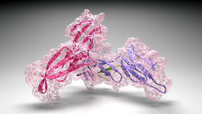Collagen, molecular model Molecular model of collagen. Collagen is an essential component of skin, bone, hair and connective tissues., by ANIMATE4.COM SCIENCE PHOTO LIBRARY