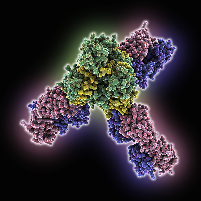 Marburg virus glycoprotein GP complex, molecular model Marburg virus glycoprotein GP complexed with human survivor antibody 78, molecular model. The image shows the trimeric Marburg virus envelope glycoprotein  green, yellow  and the antibody M78 light and heavy chains  pink, blue ., by LAGUNA DESIGN SCIENCE PHOTO LIBRARY