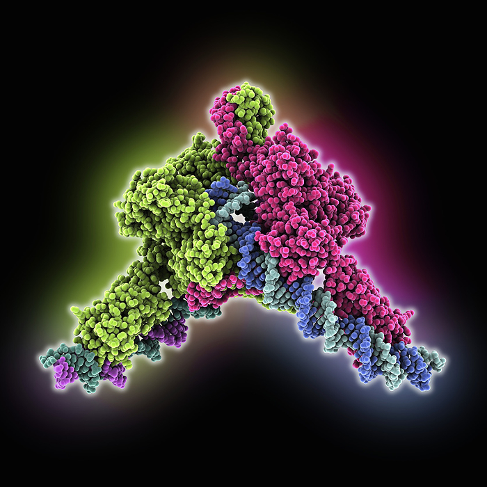 Transposase complexed with DNA, molecular model Transposase from Tn3 family complexed with transposon end DNA, molecular model. The image shows the transposase for transposon Tn4430  green, red , the non transferred strand of IR48 DNA  blue green, cyan  and the transferred strand of IR48 DNA  purple, blue ., by LAGUNA DESIGN SCIENCE PHOTO LIBRARY