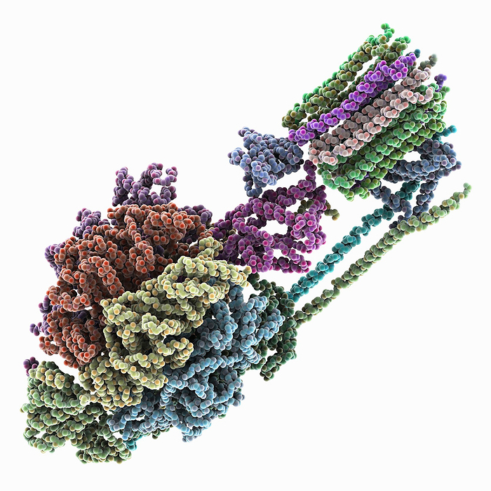 F ATP synthase from Mycolicibacterium, molecular model F ATP synthase from Mycolicibacterium smegmatis, molecular model. The image shows the different subunits of ATP synthase and the ATP synthase gamma and epsilon chains., by LAGUNA DESIGN SCIENCE PHOTO LIBRARY