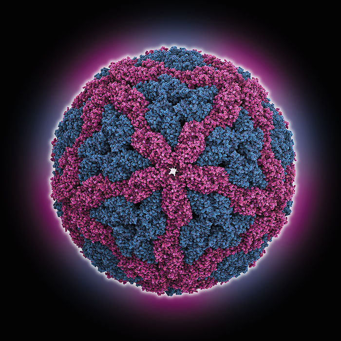 Leishmania RNA virus capsid, molecular model Leishmania RNA virus capsid, molecular model. The image shows the leishmania virus capsid formed by the major capsid proteins., by LAGUNA DESIGN SCIENCE PHOTO LIBRARY