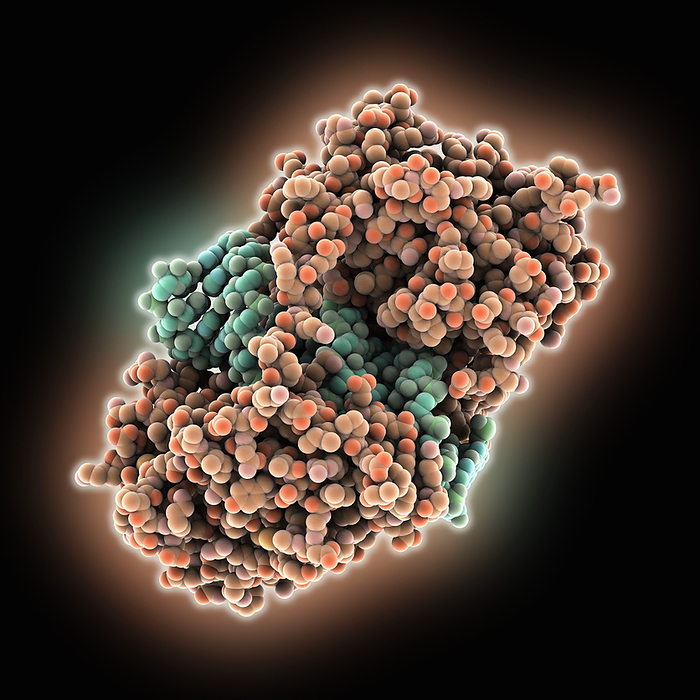 Human receptor complexed with RNA, molecular model Human antiviral innate immune response receptor RIG I complexed with RNA, molecular model. The image shows the receptor RIG I  orange  complexed with RNA  green ., by LAGUNA DESIGN SCIENCE PHOTO LIBRARY