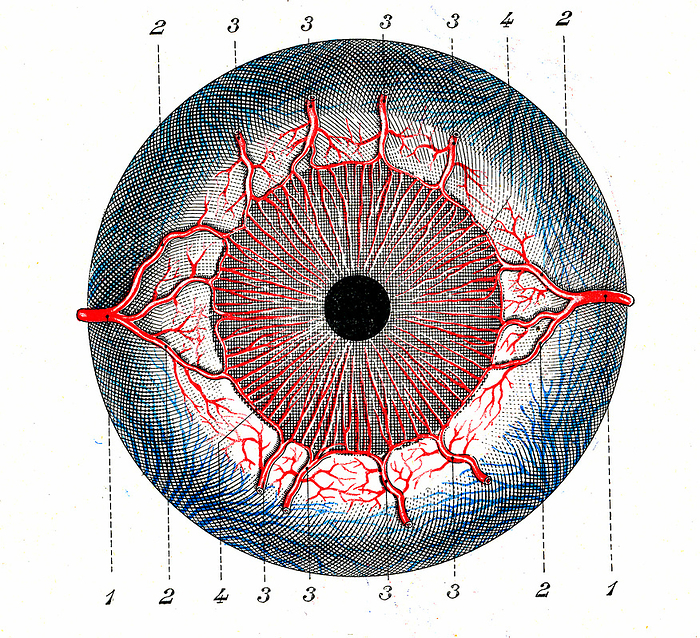 Eye anatomy, illustration Illustration of the anatomy of the front of the eye. At centre is the pupil, the hole that allows light into the eye. It is surrounded by the iris, a coloured muscular ring that regulates the amount of light that enters the pupil. The long posterior ciliary arteries  1  and the anterior ciliary arteries  2, 3 and 4  supply blood to the sclera  white of the eye  and the muscles of the iris. From Traite d Anatomie Humaine  1930  by French anatomist Leo Testut  1849 1925 ., by COLLECTION ABECASIS SCIENCE PHOTO LIBRARY