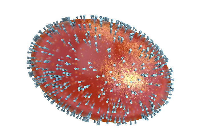 Smallpox virus, illustration Illustration of the structure of a Variola virus particle, the cause of smallpox. The outer envelope  orange  is studded with glycoproteins  blue ., by CHRISTOPH BURGSTEDT SCIENCE PHOTO LIBRARY