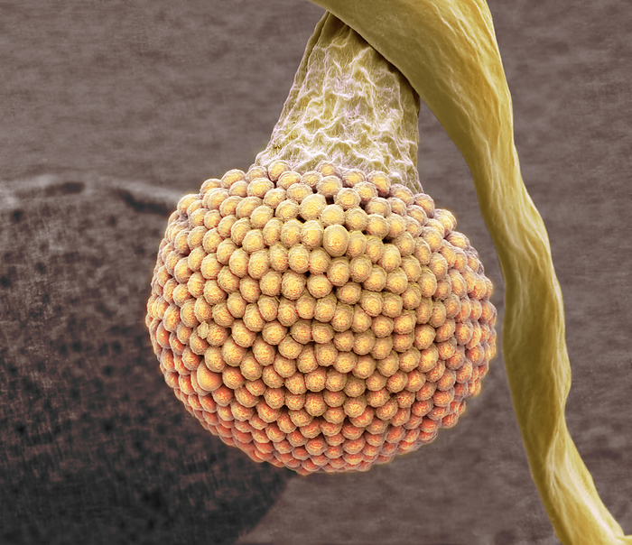 Oral fungi, SEM Oral fungal microbiota. Coloured scanning electron micrograph  SEM  of a fruiting body of the fungus Aspergillus  from a human oral culture . The human oral cavity hosts a complex microbiota comprised of an estimated 600 bacterial species and 100 fungal species. In a study of fungal species Candida and Aspergillus are the most frequently observed genera  isolated from 100  of participants , followed by Penicillium  97  , Schizophyllum  93  , Rhodotorula  90  , and Gibberella  83  . Both mutualistic and pathogenic microbes reside in the mouth. Pathogens often exist on pellicile, coating the dental tissues  enamel, dentin, cementum  and forming a complex matrix, or biofilm, more commonly known as dental plaque. These pathogens primarily affect the teeth, causing dental caries, also known as tooth decay. Magnification: x2000 when printed 10 centimetres wide., by STEVE GSCHMEISSNER SCIENCE PHOTO LIBRARY