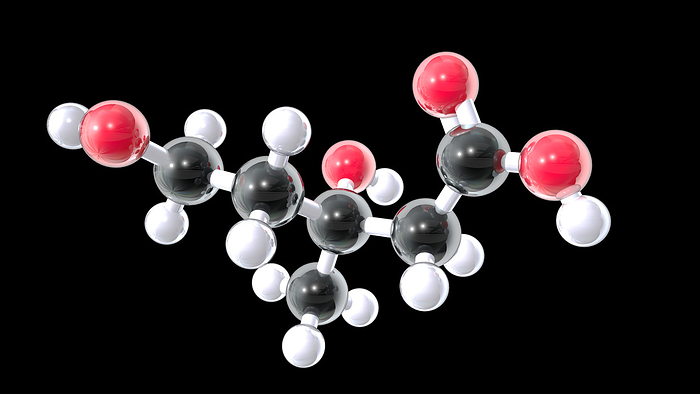 Mevalonic acid, molecular model Mevalonic acid, molecular model. Mevalonic acid is a hydroxy fatty acid that is an intermediate in the production of cholesterol. Due to this it is a target for the cholesterol lowering drugs statins. Atoms are represented as spheres and are colour coded: carbon  black , hydrogen  white  and oxygen  red ., by ANIMATE4.COM SCIENCE PHOTO LIBRARY