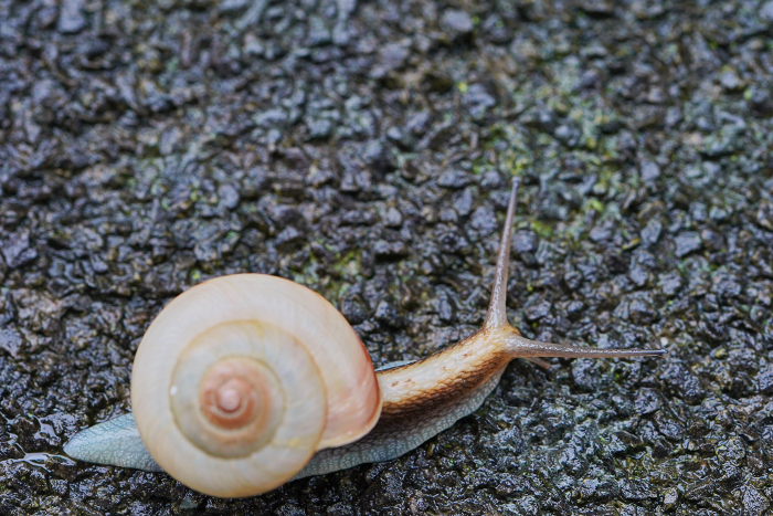 A lone snail making its way across the wet asphalt