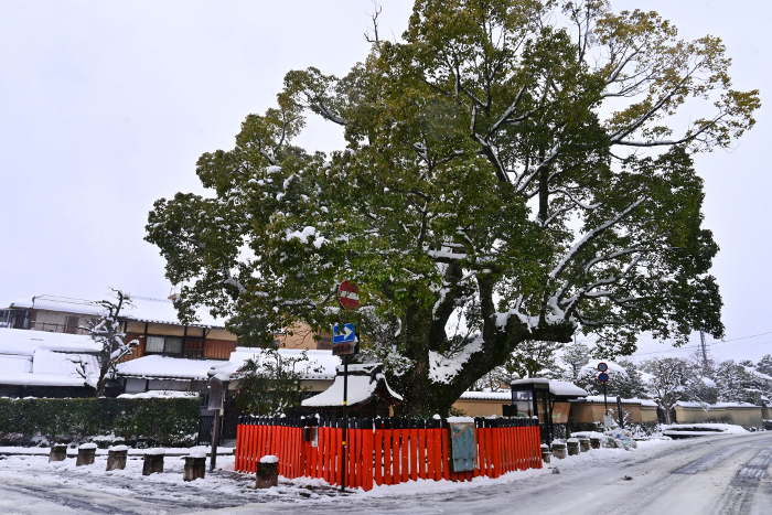 Ookusu (camphor tree) in Kamigamo Shakemachi, Kita-ku, Kyoto, in the snow