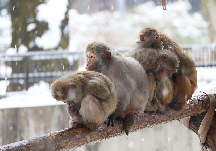 Snow accumulation in Tokyo February 10, 2023, Tokyo, Japan   Macaques are huddled together as they shiver from the cold in snow at the Inokashira Park Zoo in Tokyo on Friday, February 10, 2023. A heavy snowfall warning was issued in Tokyo Metropolitan area by the Meteorological Agency.    photo by Yoshio Tsunoda AFLO  