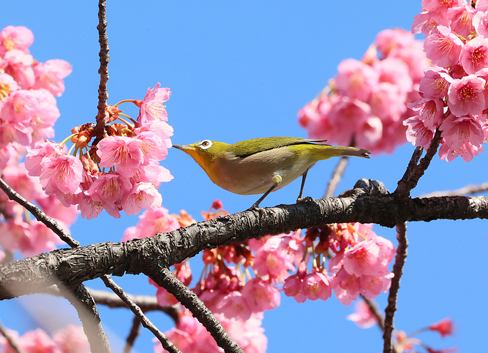 Early flowering cherry blossoms are displayed at the Ebara shrine February 11, 2023, Tokyo, Japan   A bird perches on a branch of early flowering cherry tree at the Ebara shrine in Tokyo on Saturday, February 11, 2023.    photo by Yoshio Tsunoda AFLO 