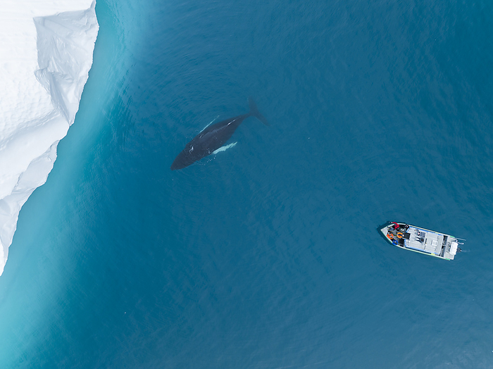 Humpback whales near icebergs and boat from aerial view