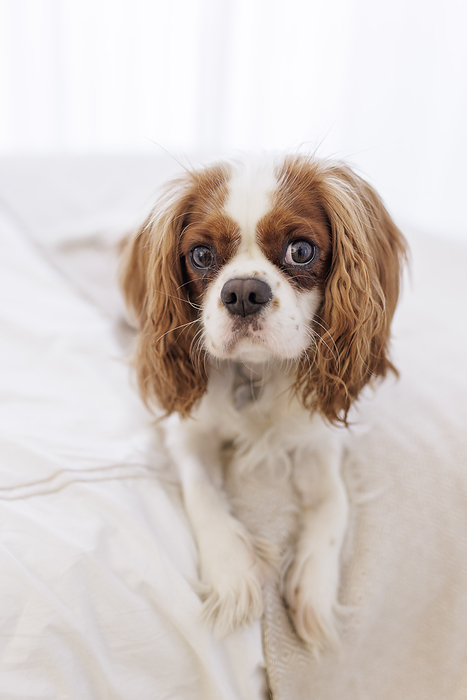 A Cavalier King Charles Spaniel puppy relaxes in a bedroom.