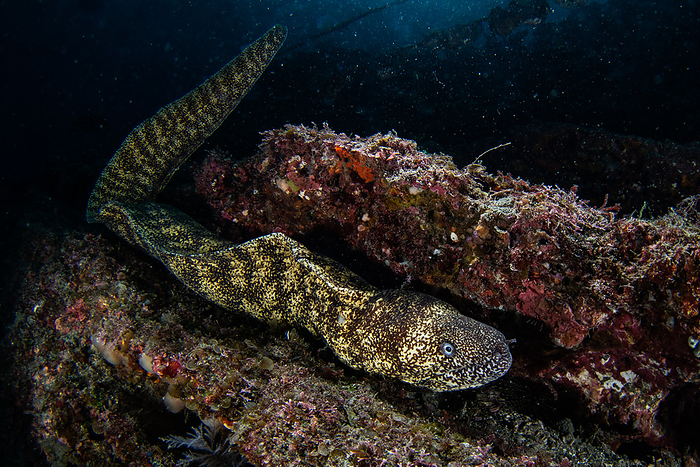 muraenid moray eel  Gymnothorax kidako 